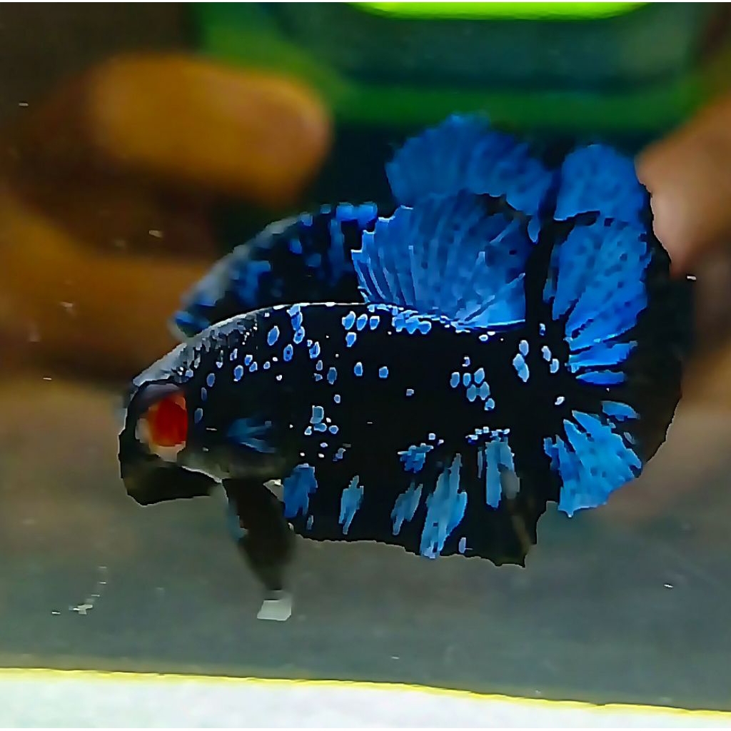 Avatar Gordon