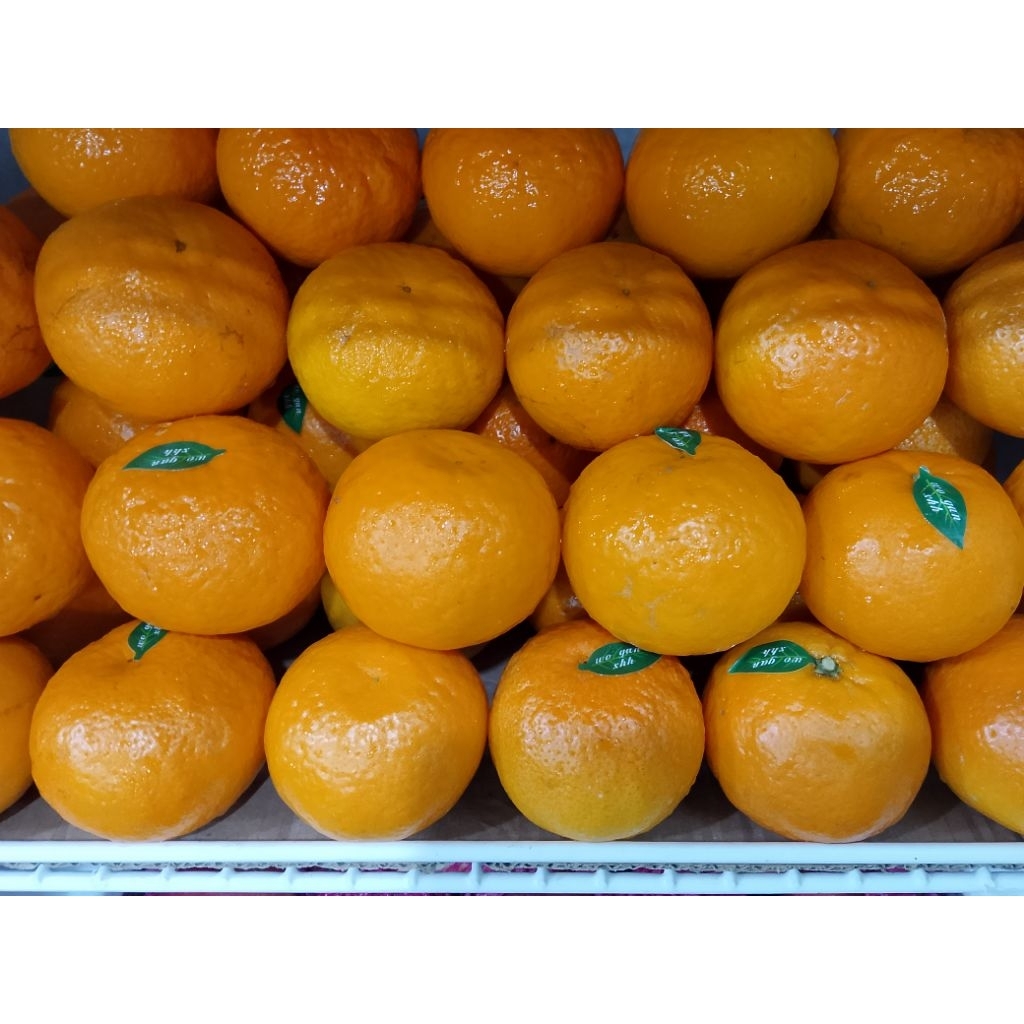 

jeruk mandarin wogan
