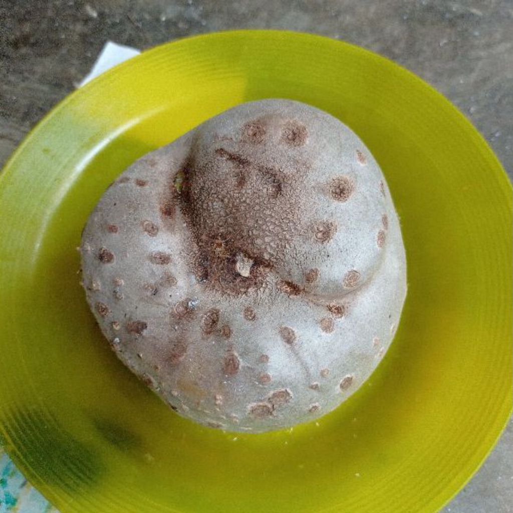 

1 buah Kentang gantung, kentang udara, umbi udara, katibung (Dioscorea bulbifera)