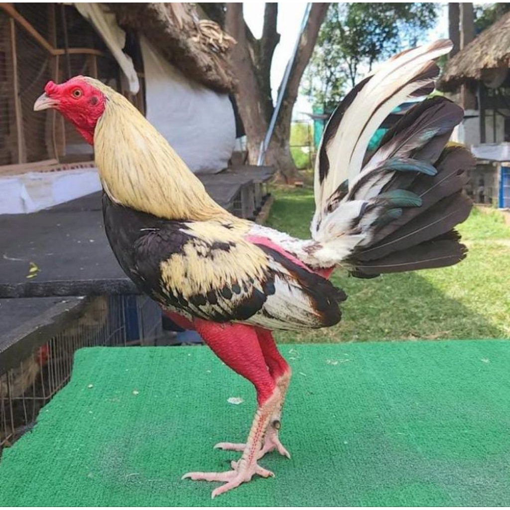 

Telur ayam pisau bostom ak 47