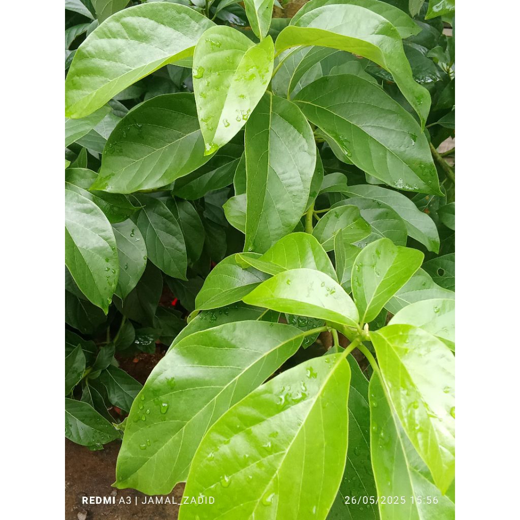 

Daun Alpokat segar