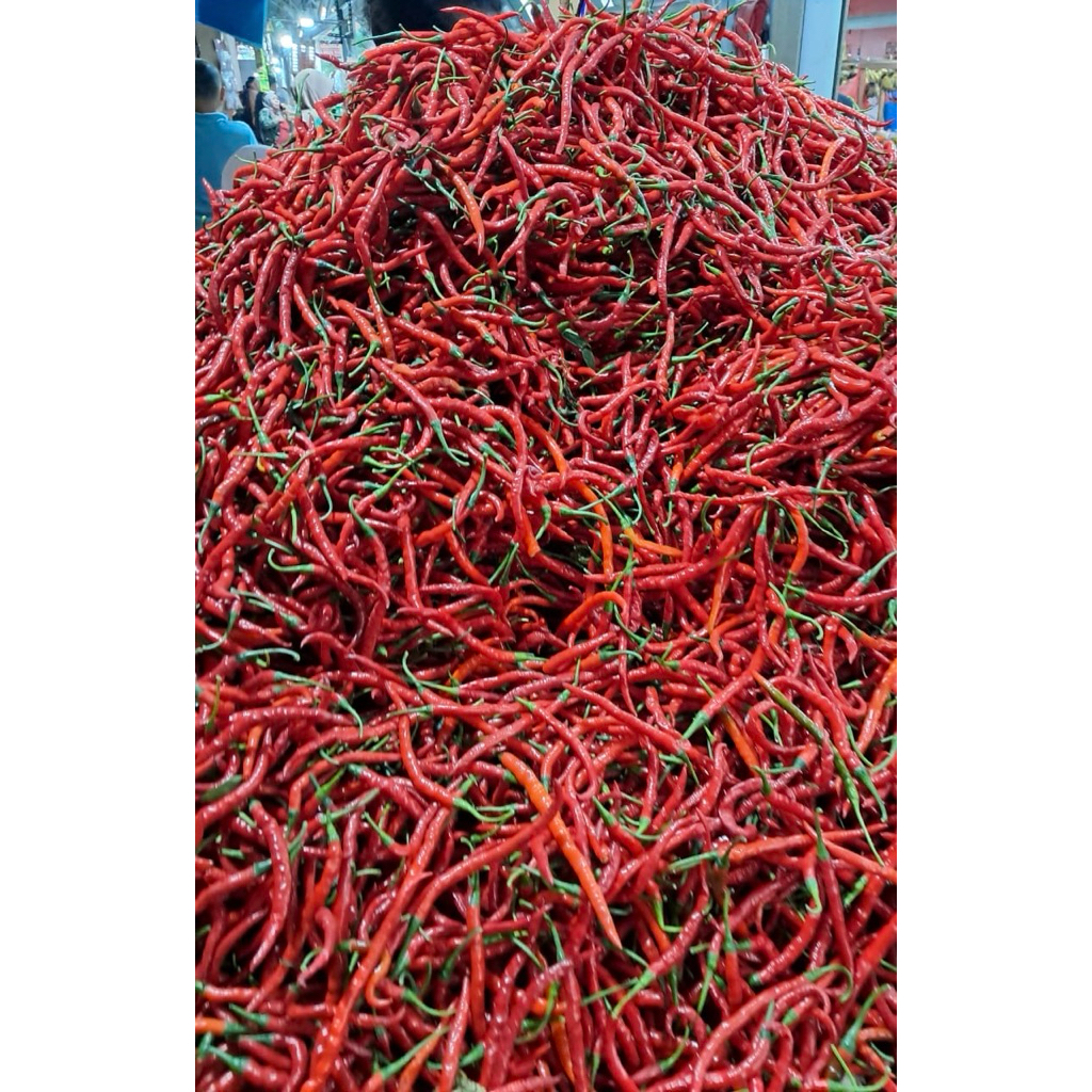 

cabe merah 500gr