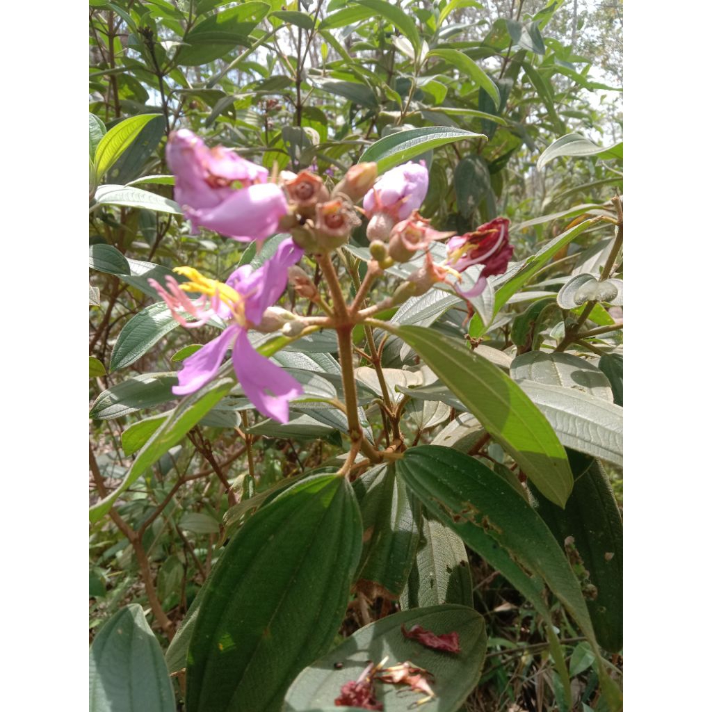 

daun senggani segar herbal tradisional