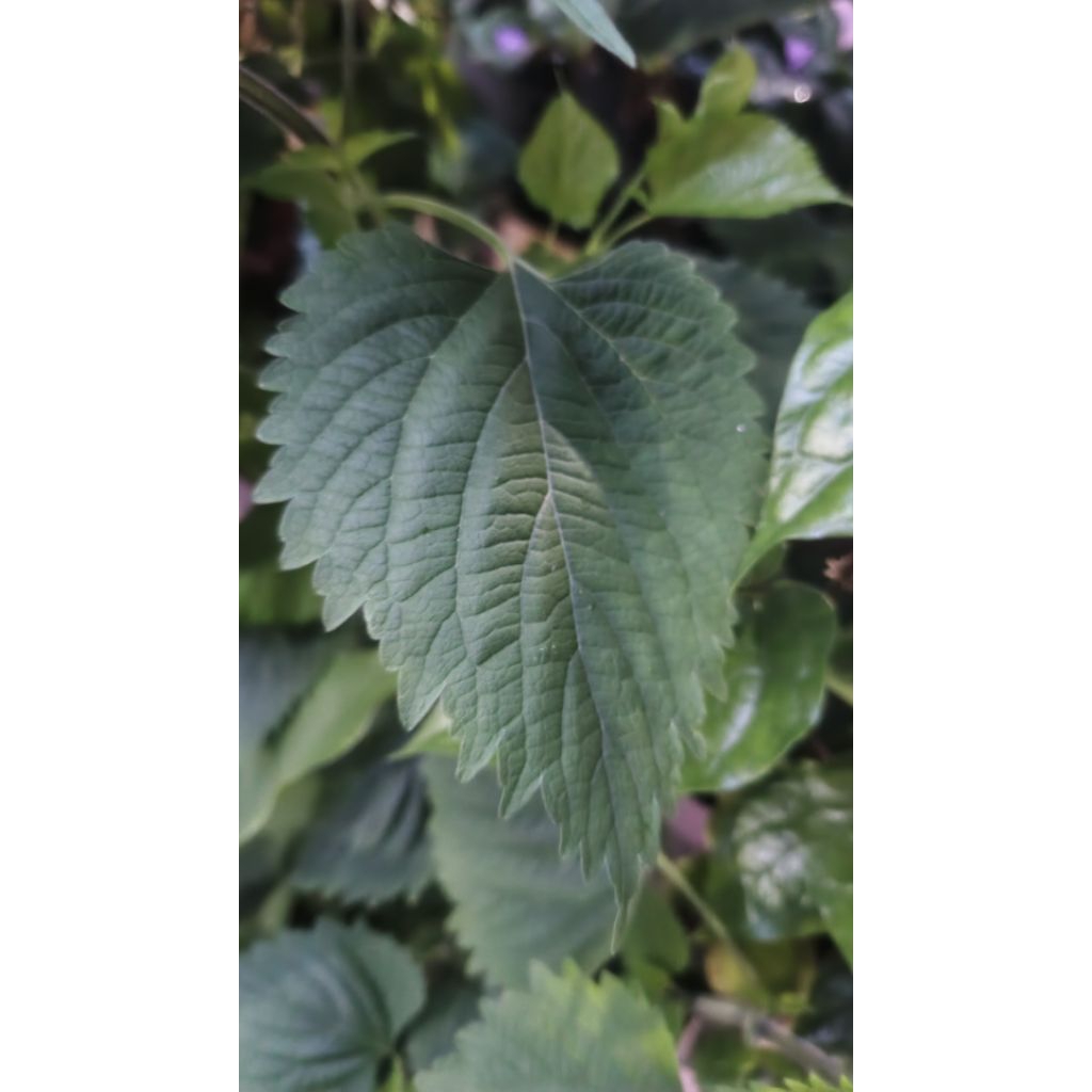 

daun matcho. buak chau 10 lembar