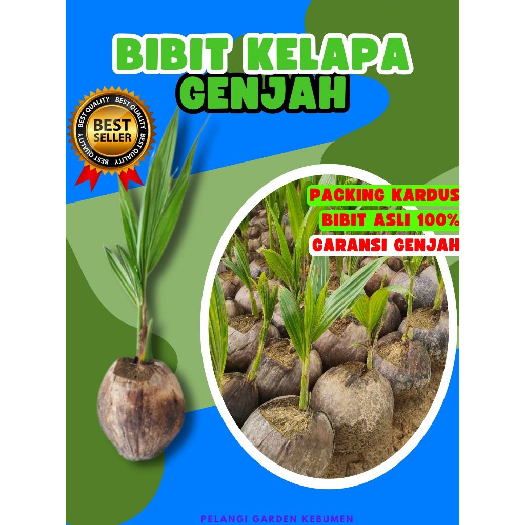 TERBAIK.. Bibit Kelapa Hijau Hibrida Pendek, Bibit Kelapa Hibrida Hijau Pendek
