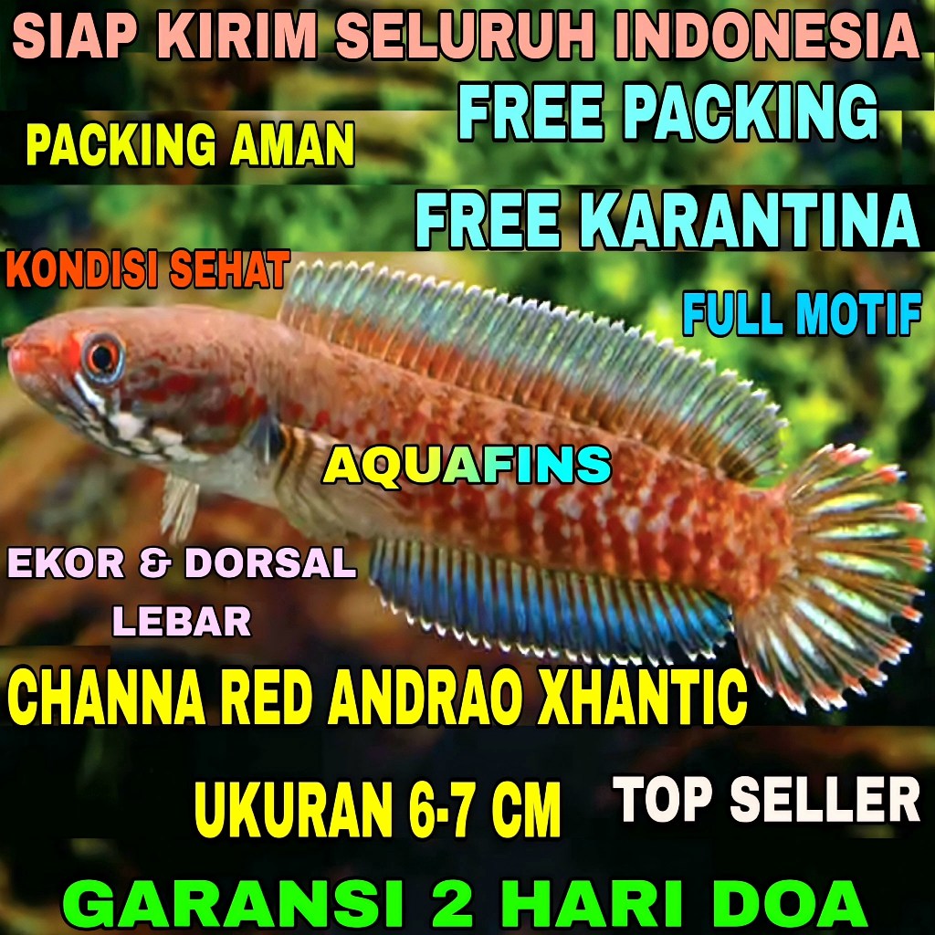 HIASAN SNAKEHEAD CHANNA GABUS RED ANDRAO XHANTIC UKURAN 6-7 CM