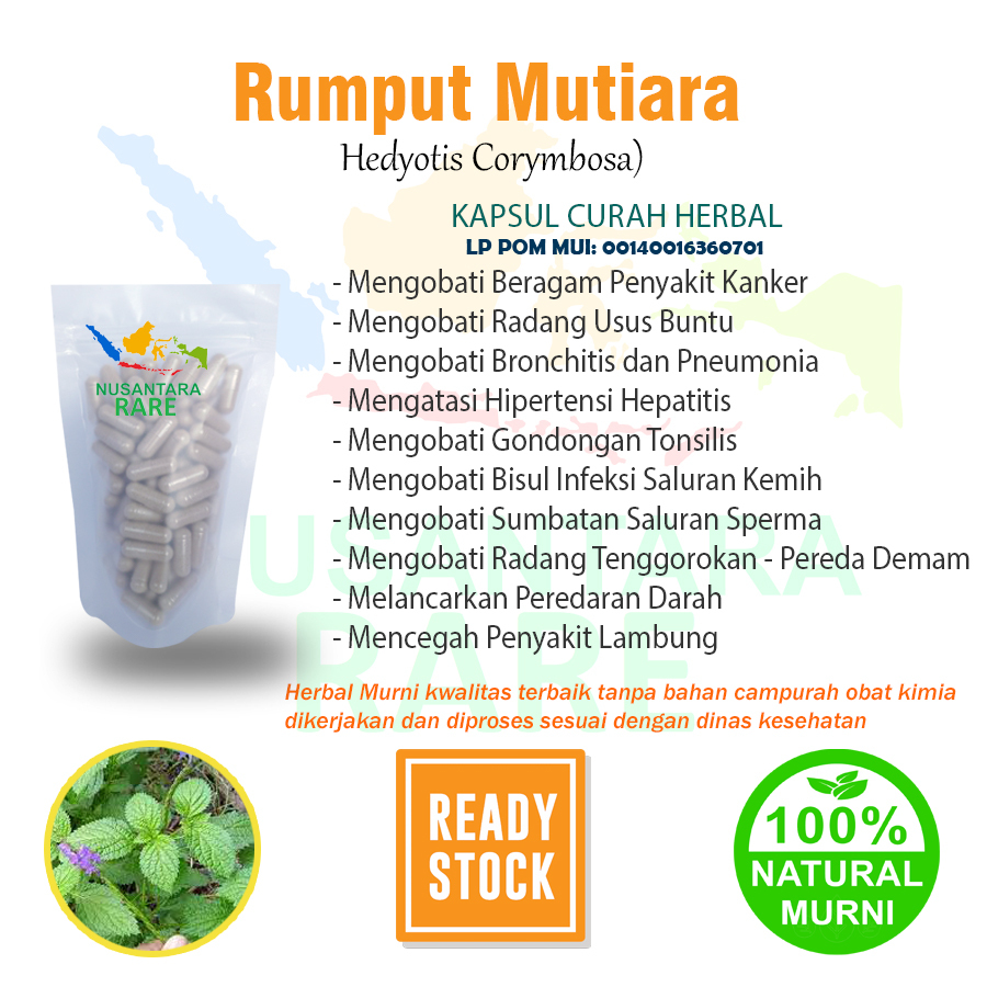RUMPUT MUTIARA 100 Kapsul Herbal Sumbatan Saluran Sperma Kanker Obat Bronkitis Gondngan Hepatitis