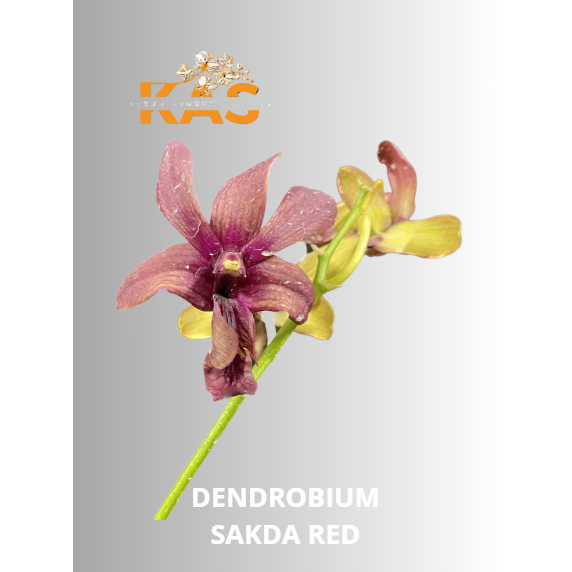 DENDROBIUM SIAP BUNGA ID SAKDA RED