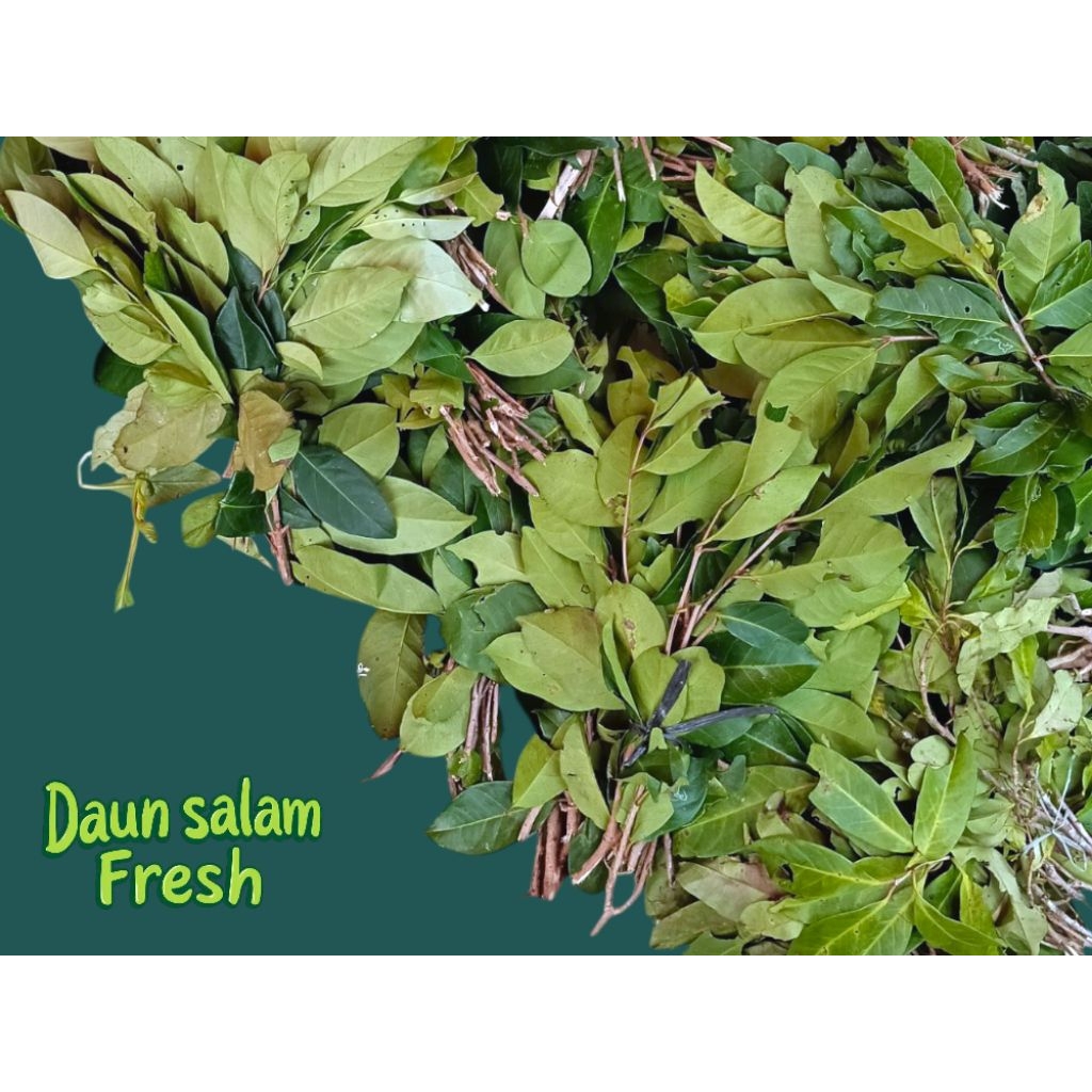

daun salam