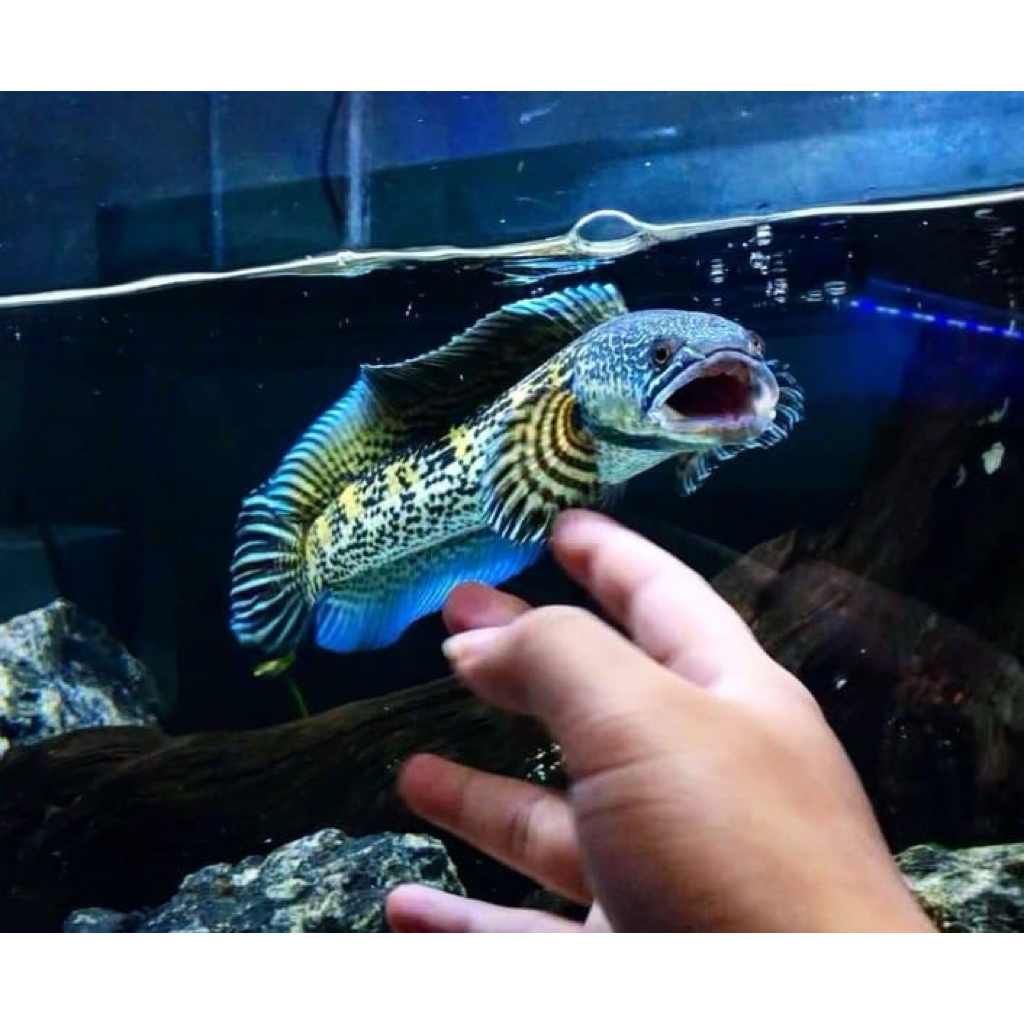 auranti maculata paket 3 ekor baby ukuran 3-6cm