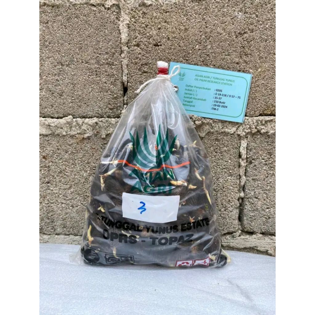 Kecambah Sawit Unggul Berkualitas