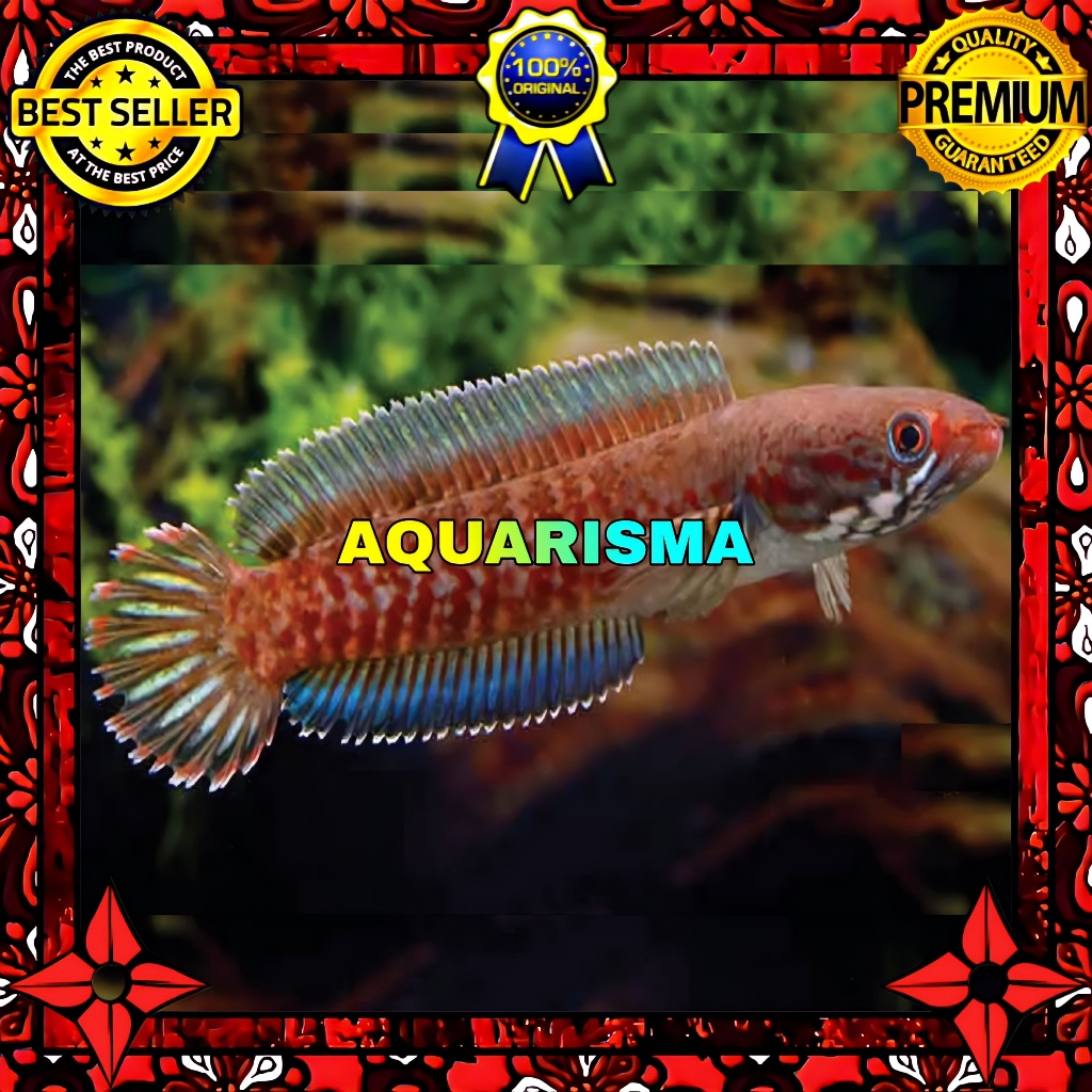 KEBUTUHAN AKUARIUM - SNAKEHEAD CHANNA GABUS RED ANDRAO XHANTIC 7-8 CM