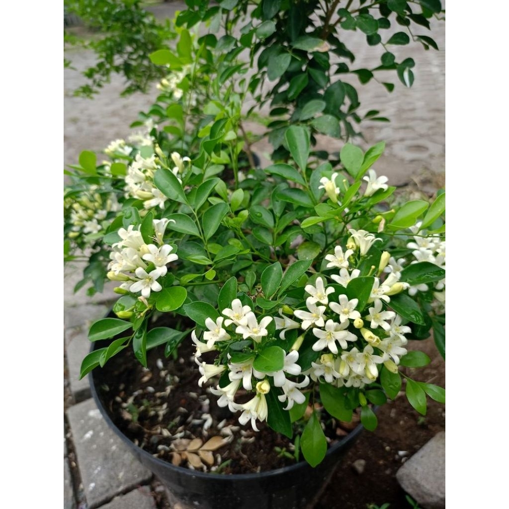 Tanaman Hias Bunga Kemuning - Tanaman Bibit Bonsai Kemuning