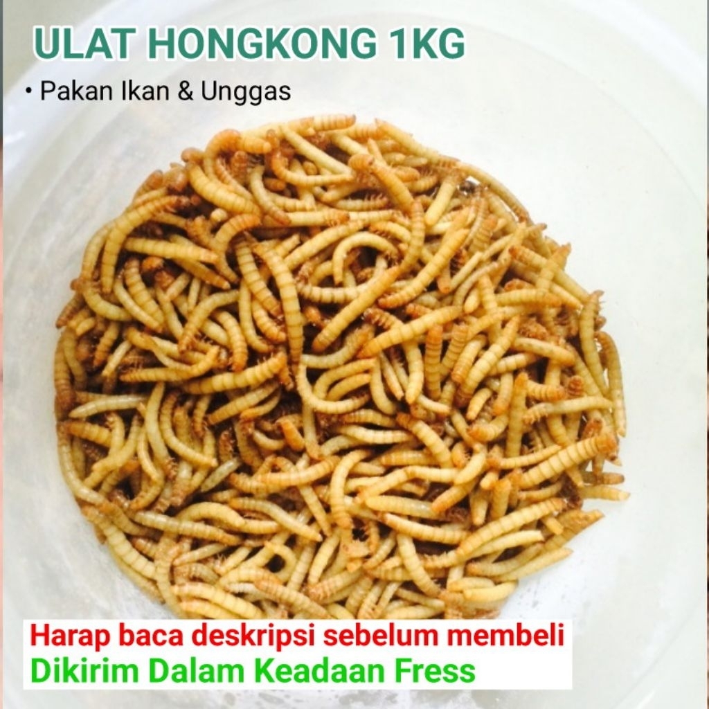 ULAT HONGKONG 1KG