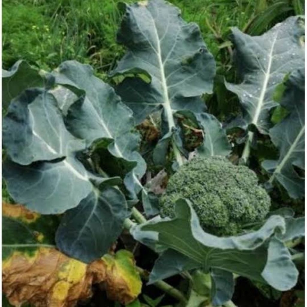 

3 BIJI BIBIT BENIH brokoli/ BROKOLY HIJAU / Brokoli