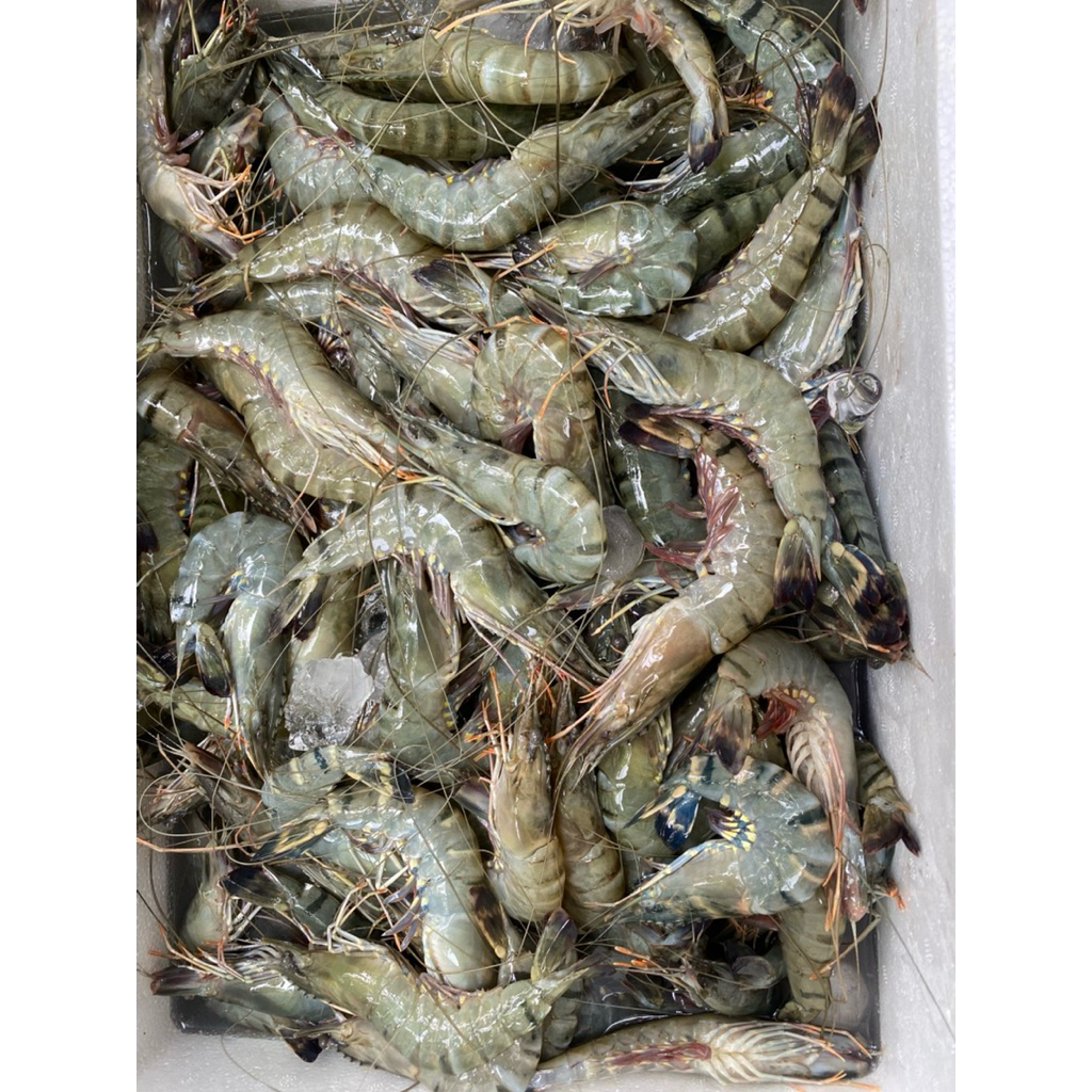 

Udang Windu Udang Tiger