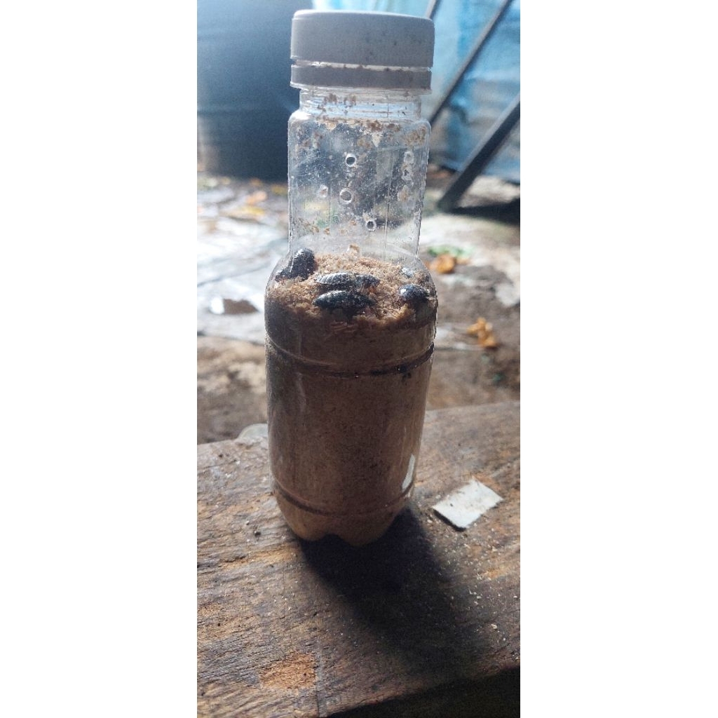 cere menje/kecoa batu/umpan pancing/