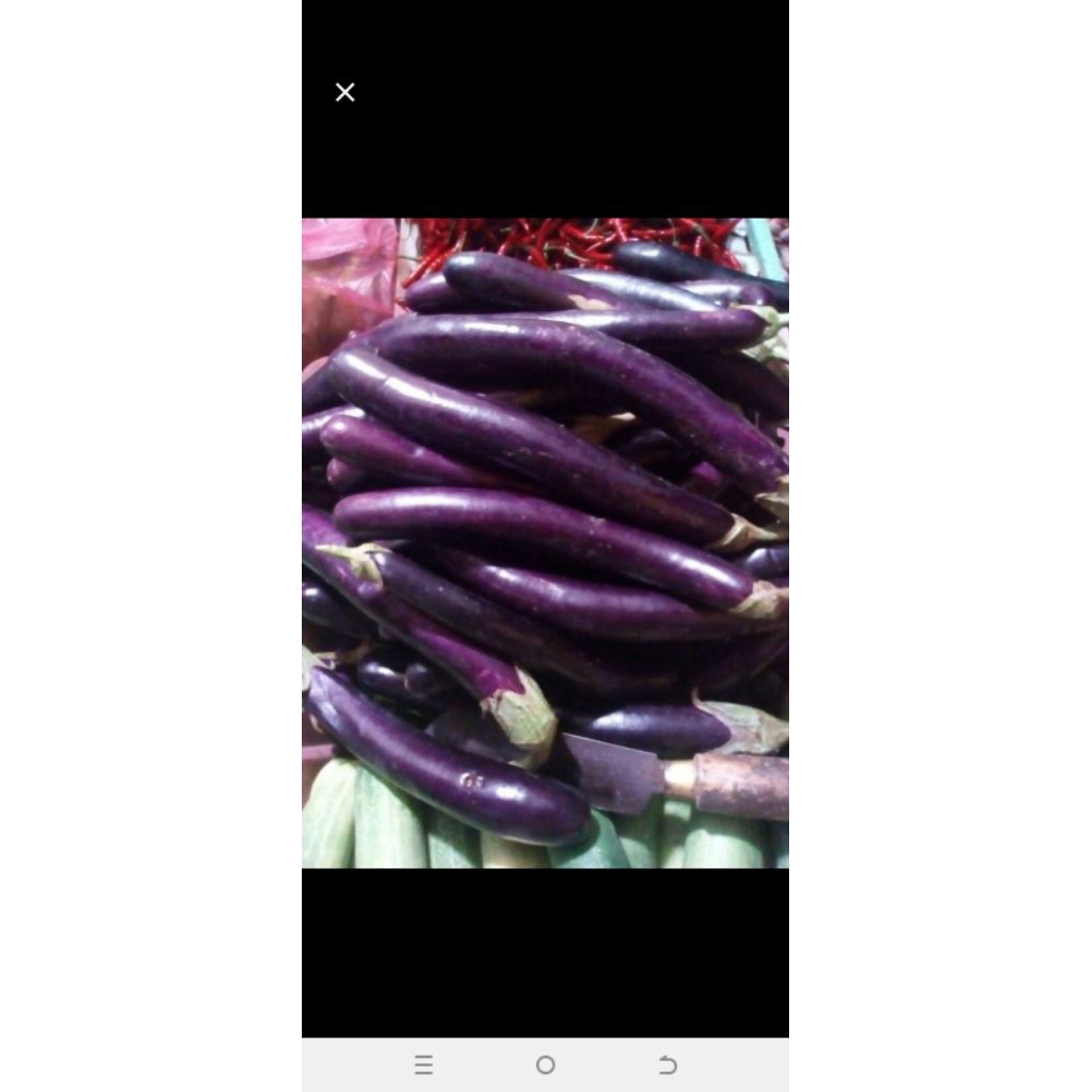 

terong ungu ..1 kg