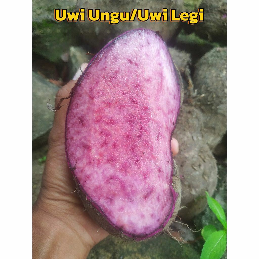 

Uwi Ungu/Uwi Legi/Umbi Uwi Mentah (1kg)