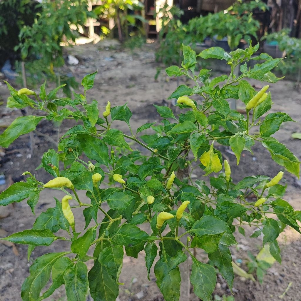 

Anakan Cabe Rawit Putih