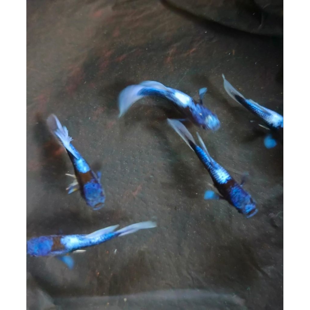 aksesoris aquarium Guppy Blue koi