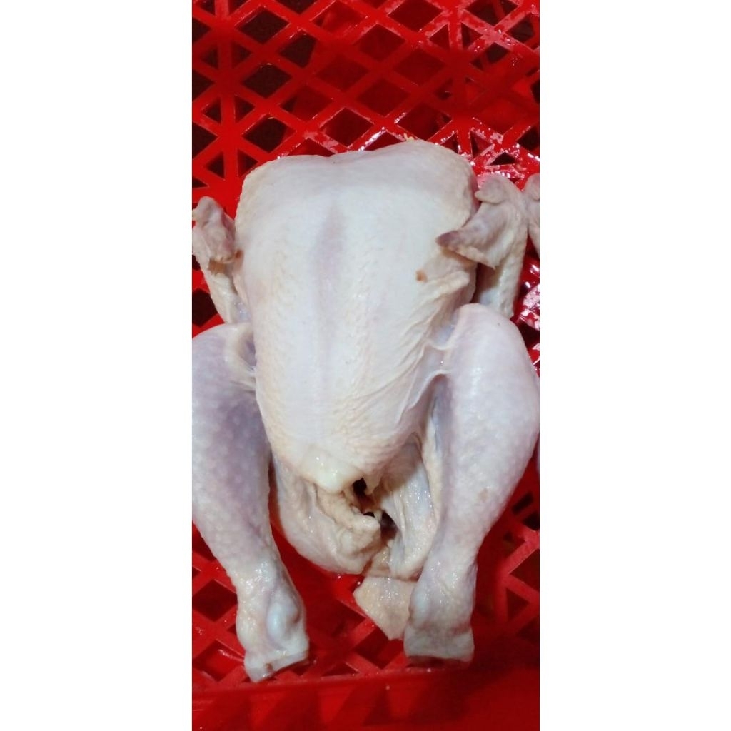 

ayam broiler berat bersih 700gr frozen fresh halal