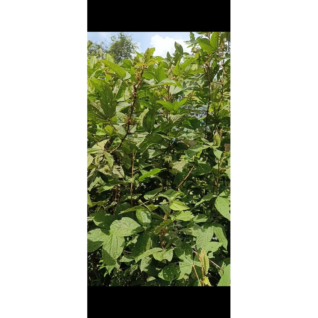 

DAUN LARO/KAWAO 250 gr LARU UNTUK NIRA AIR AREN