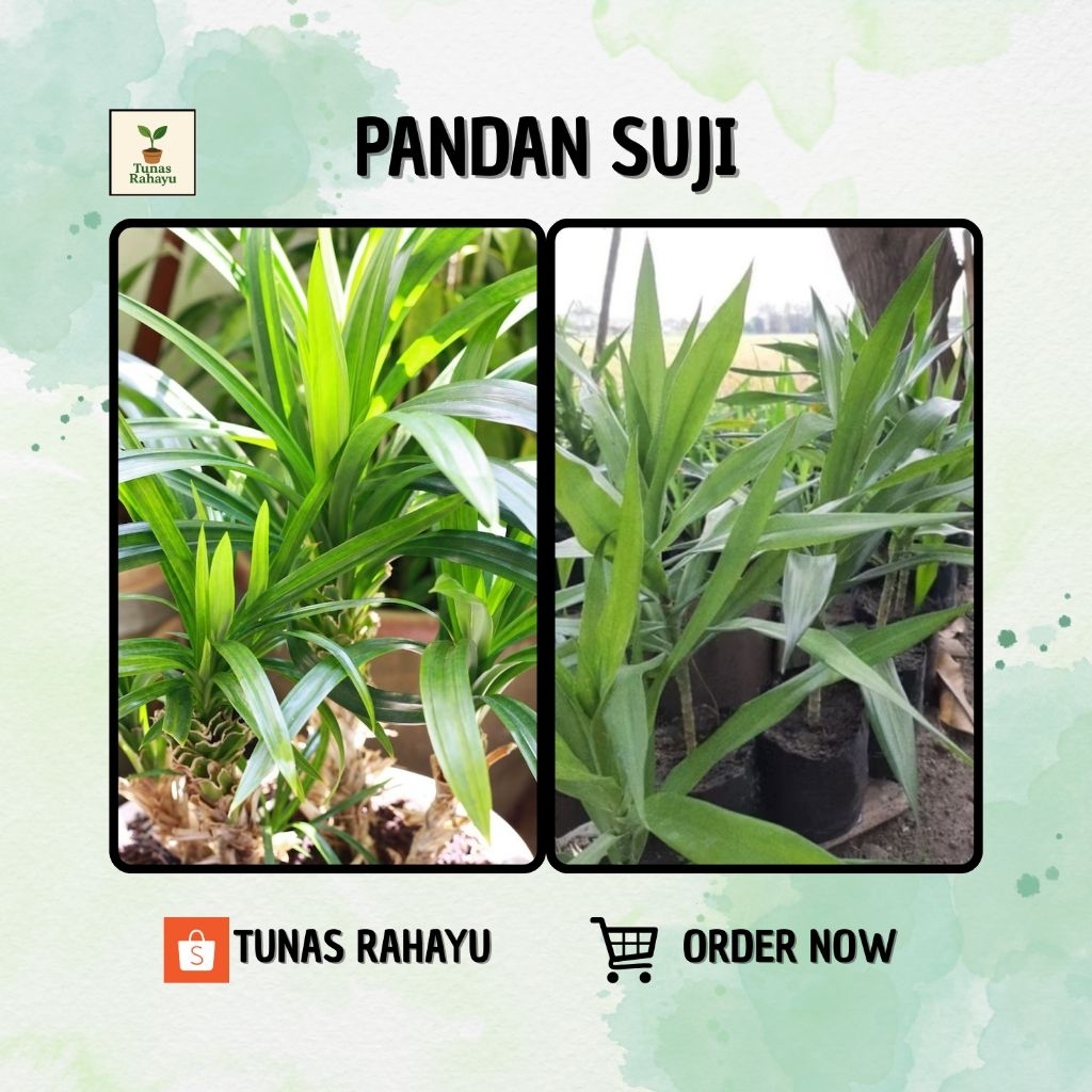 Bibit Daun Pandan Suji
