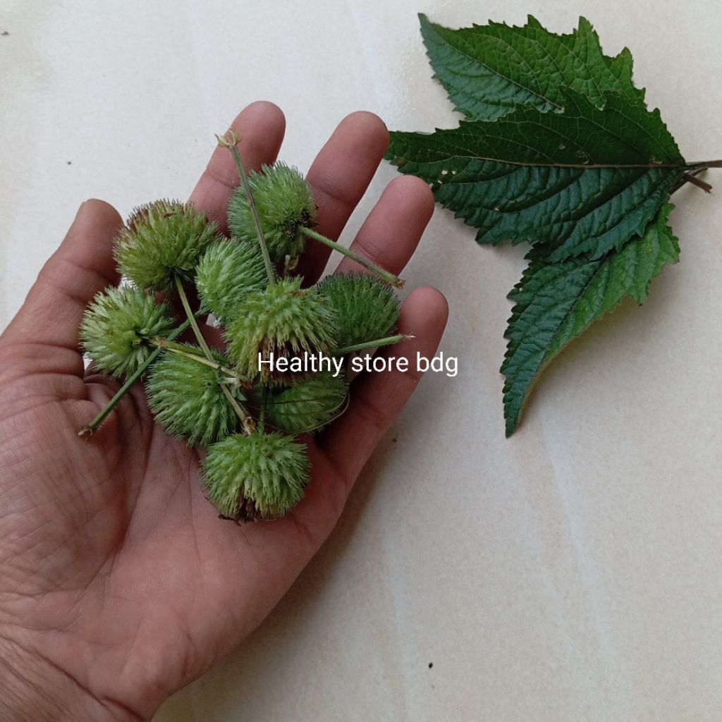 

Buah rumput knop segar petik langsung paket 25 pcs Organik