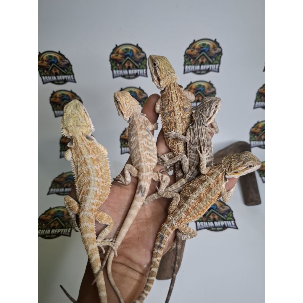 Mainan anak bearded dragon het zero