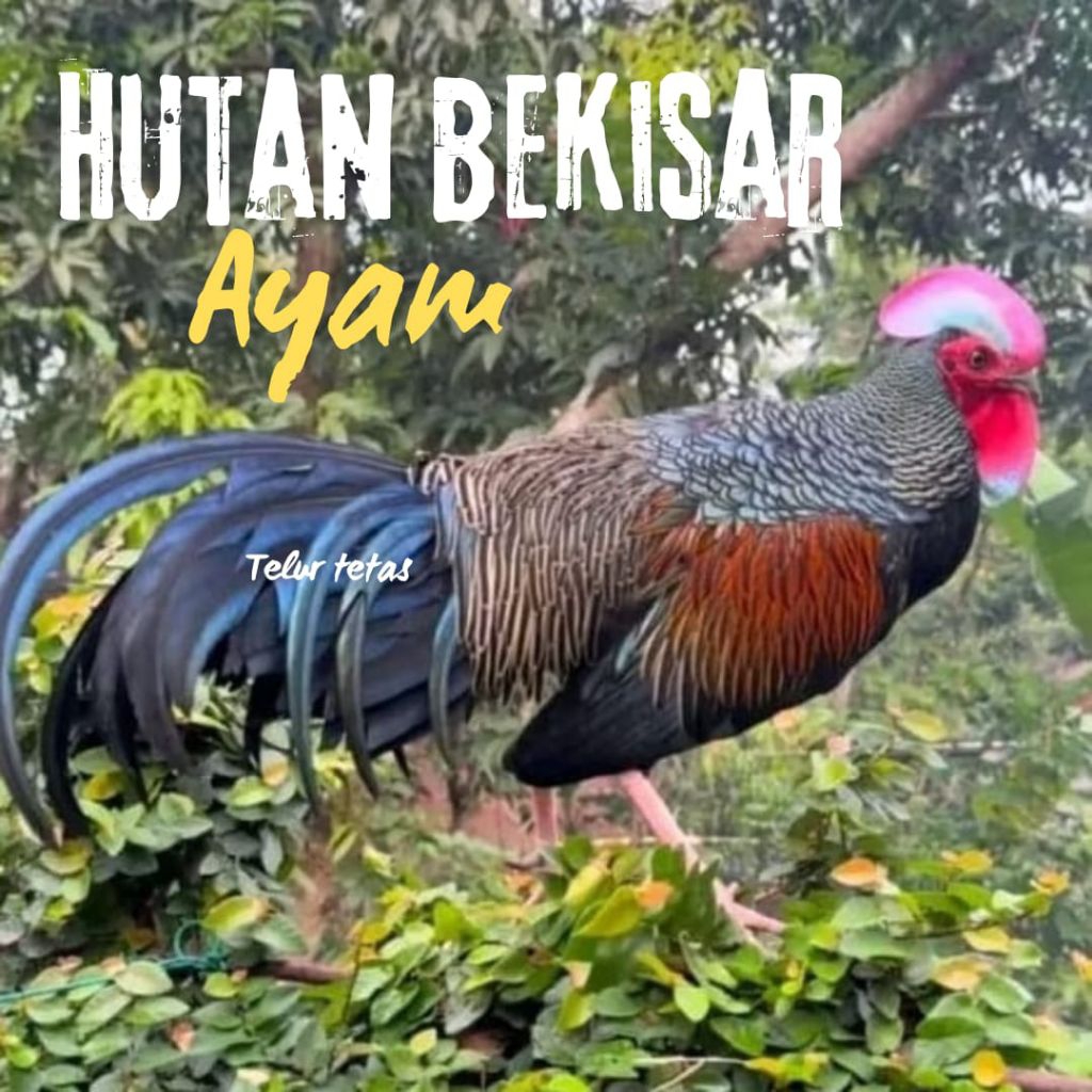 

telur ayam hutan bekisar asli bisa untuk di tetaskan
