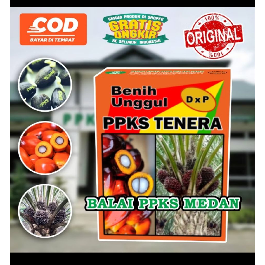 bibit benih kecambah sawit ppks tenera