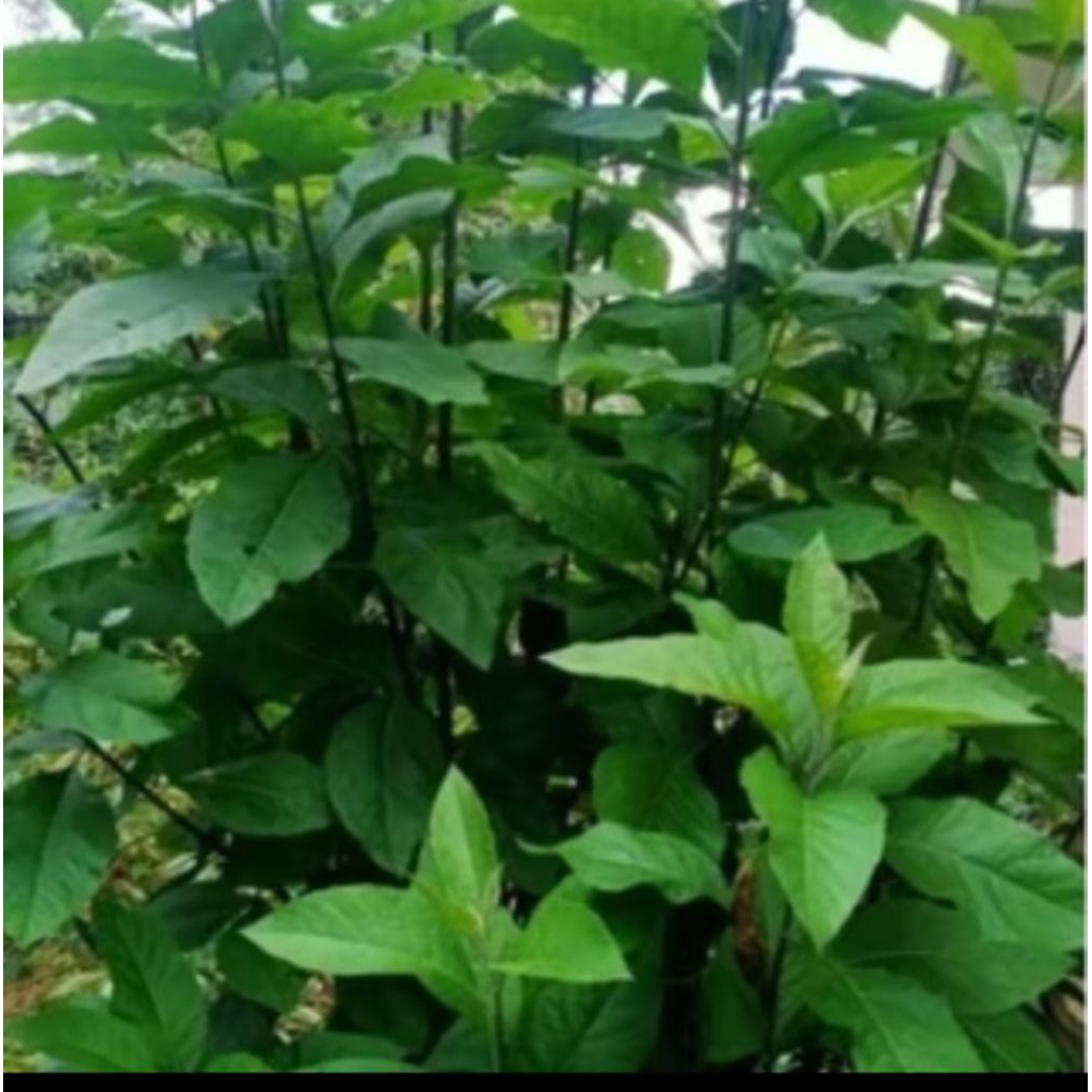 

terbaik daun sambung nyawa herbal 750 gram