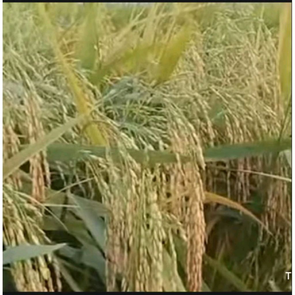 BENIH PADI ROJO LELE KEMASAN 5KG