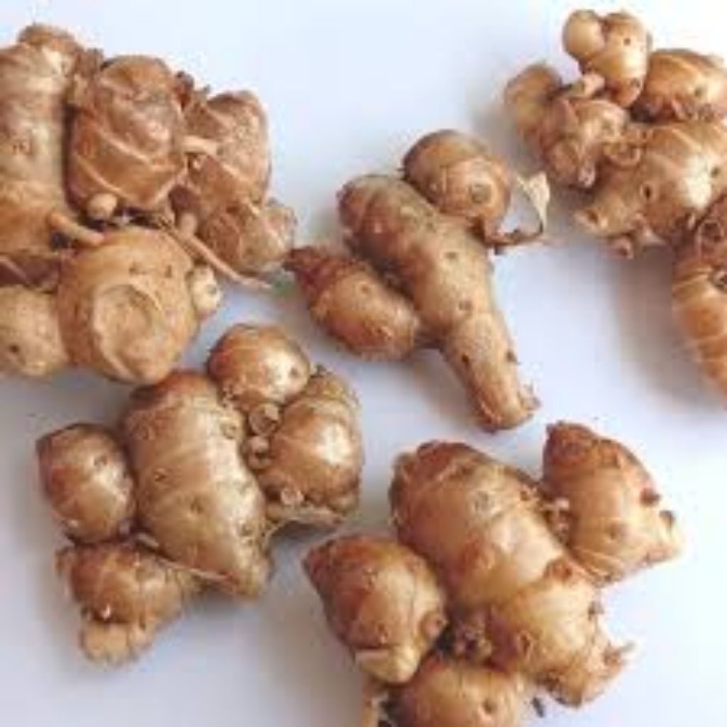 

Kencur Cikur Segar 1 Kg