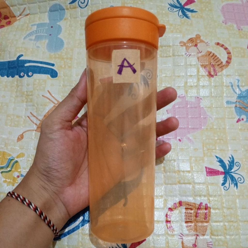 Preloved (A) Squeeze It  / Squeeze Me Tupperware tanpa karet silikon