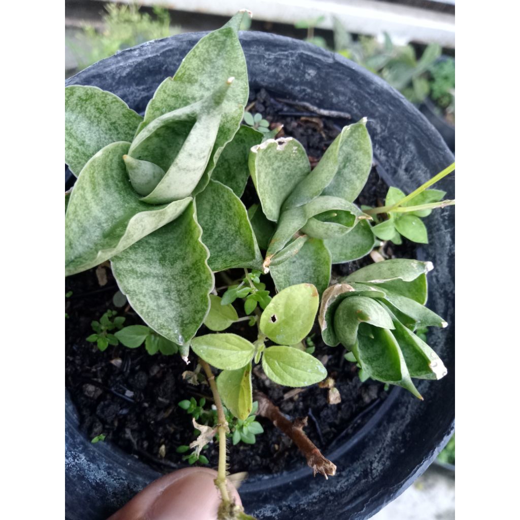 Sansevieria boncel new clone