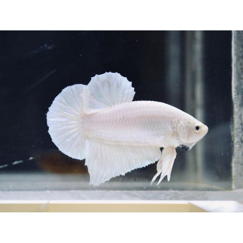 Ikan Cupang White Platinum Size M