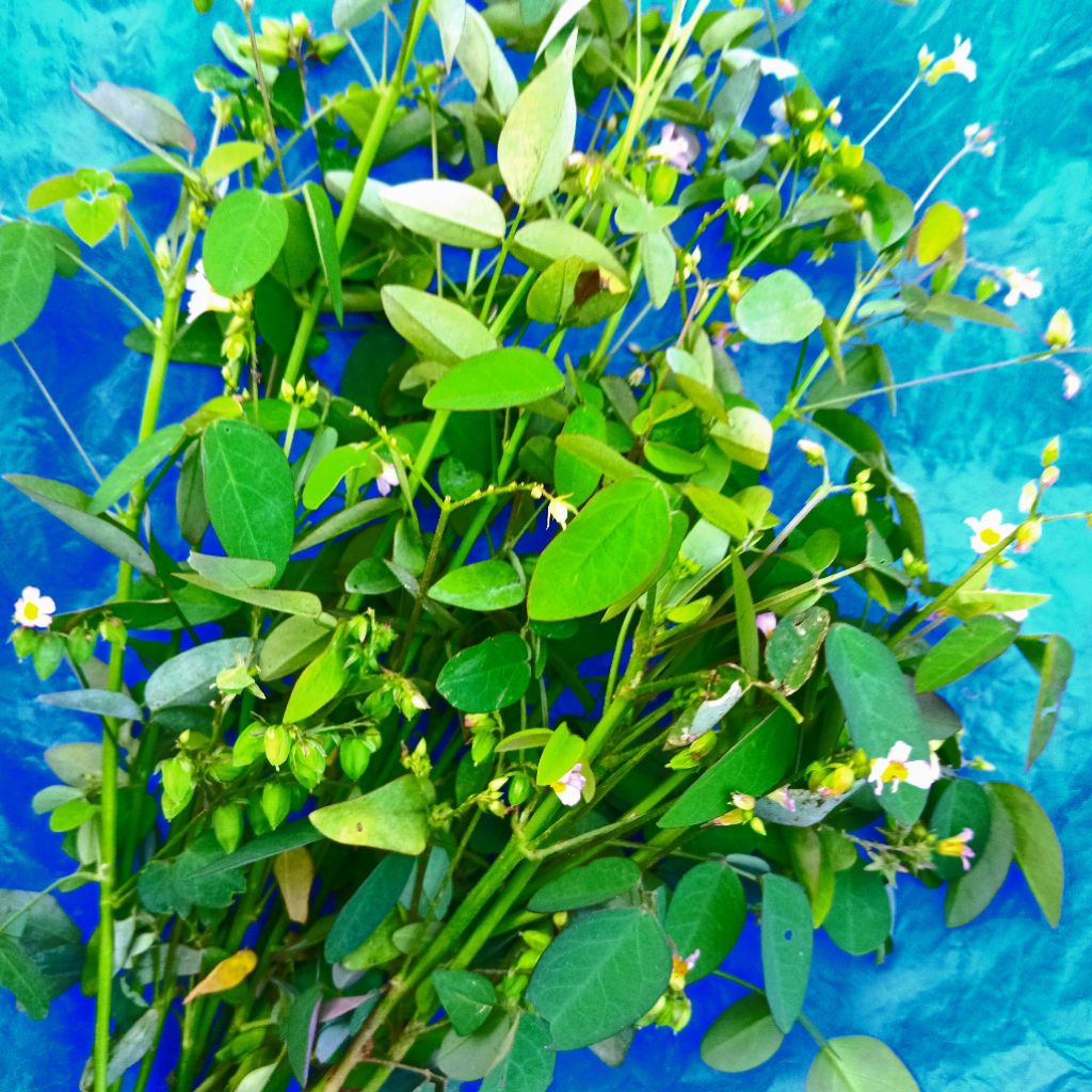 

Jual calingcing segar organik atau belingbing mini 1 kg