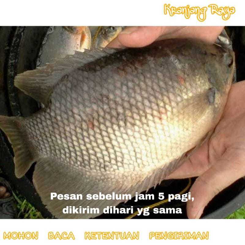 

Ikan gurame