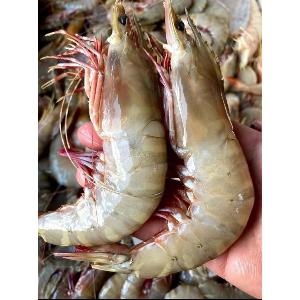 

UDANG FLOWER SZ 15 ,UDANG BAKARAN,SHIRMP 500gr