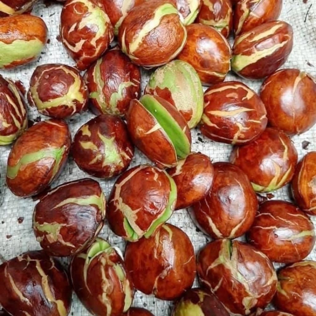 

Jengkol Tua Muda Segar Jengkol Fresh | 250 Gram