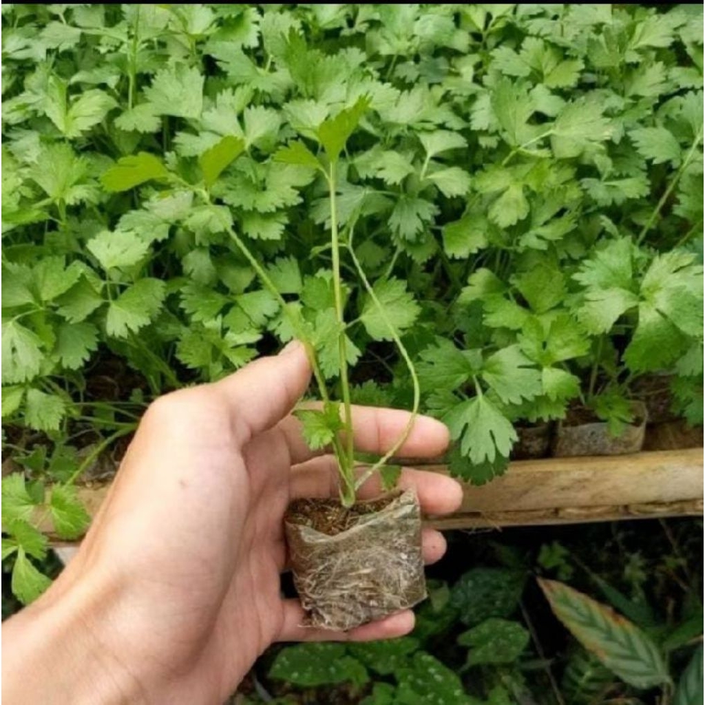 

Bibit siap tanam seledri 1 polybag dikirim dari pembibitan sendiri