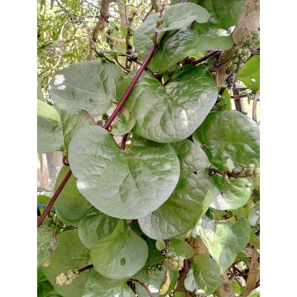 buah angkung/binahong