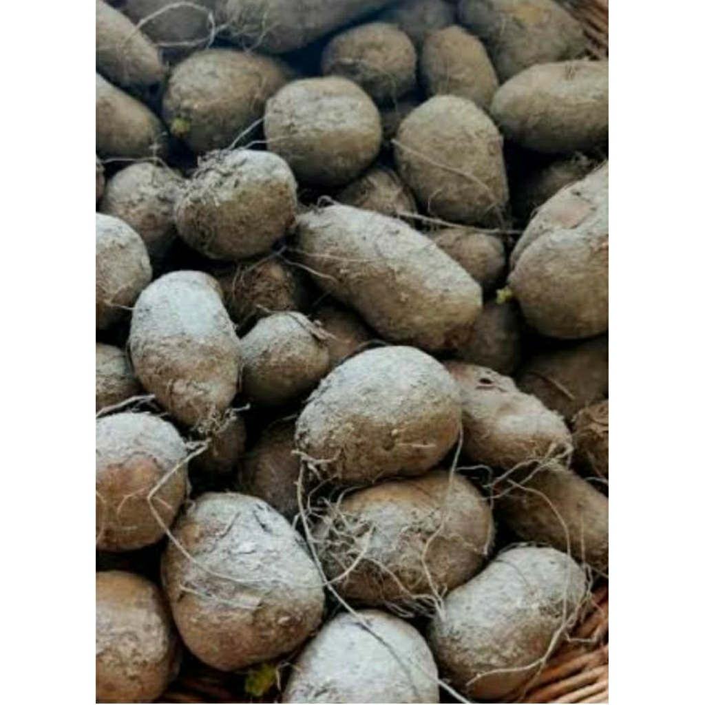 

redy kentang hitam fresh murah uk deabetes 1kg