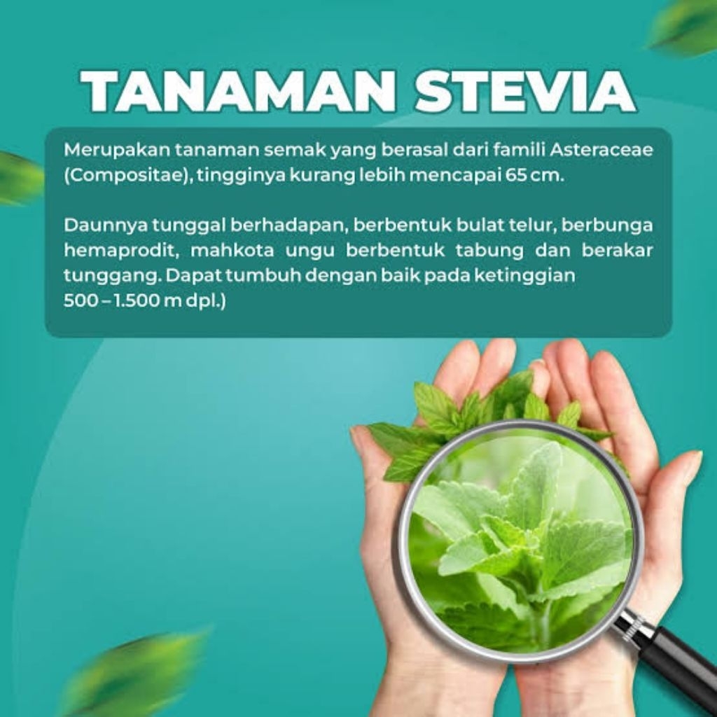 BIBIT TANAMAN STEVIA(PENGGANTI GULA) TANAMAN HERBAL 100%ORGANIK
