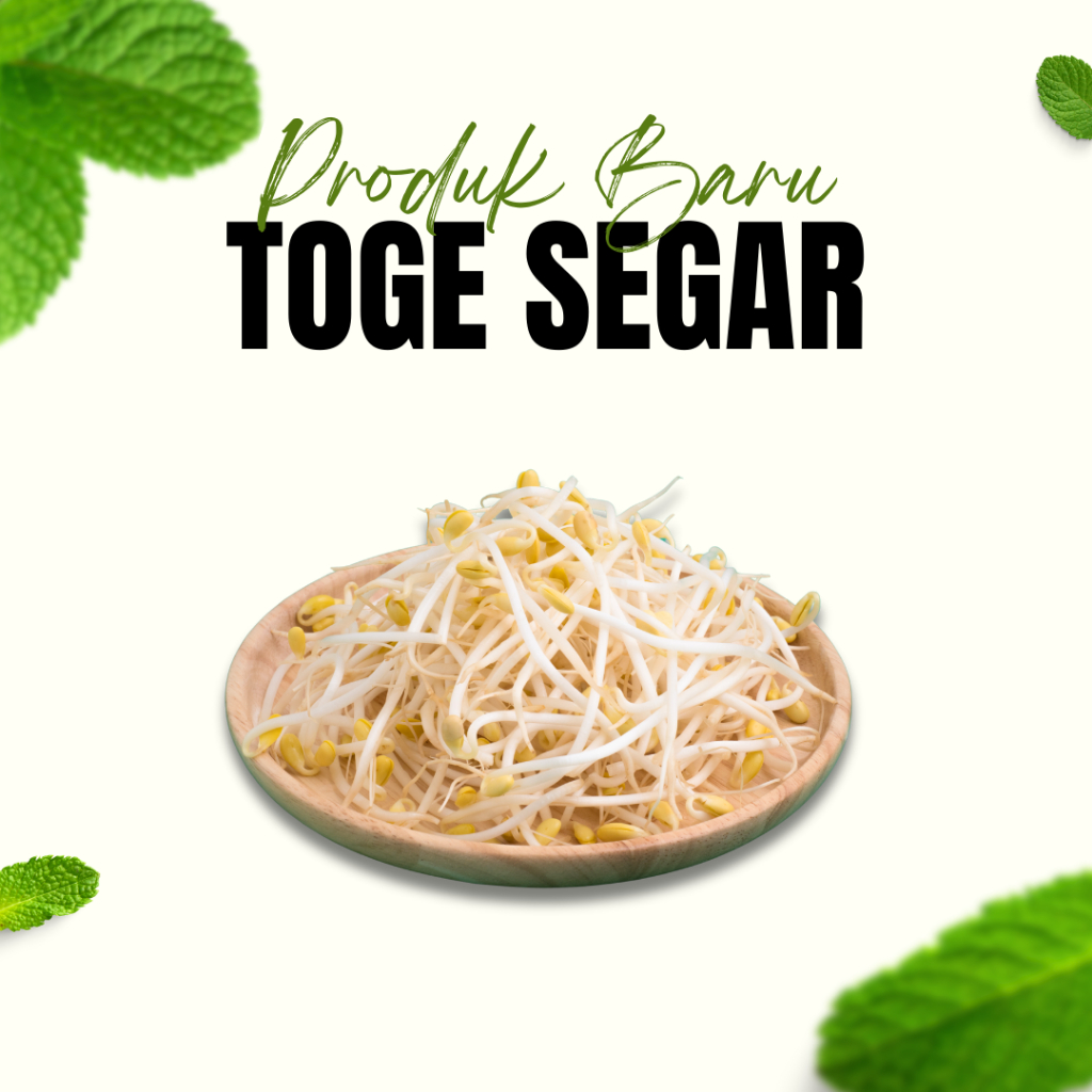 

Sayur Toge Kecambah 100Gram / Kecambah Segar / Touge Segar / Sayur Rawon / Lalapan