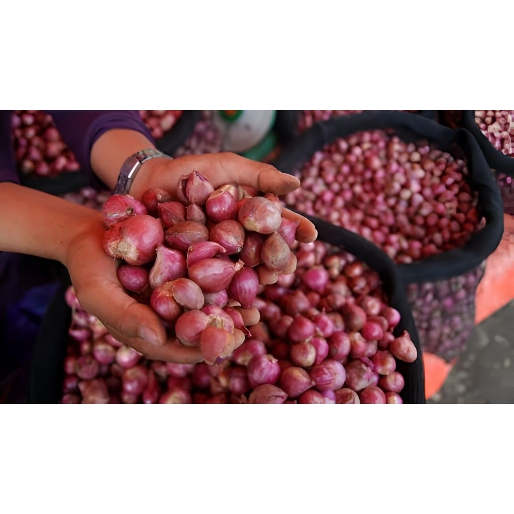 

BAWANG MERAH FRESH 1Kg ukuran sedang