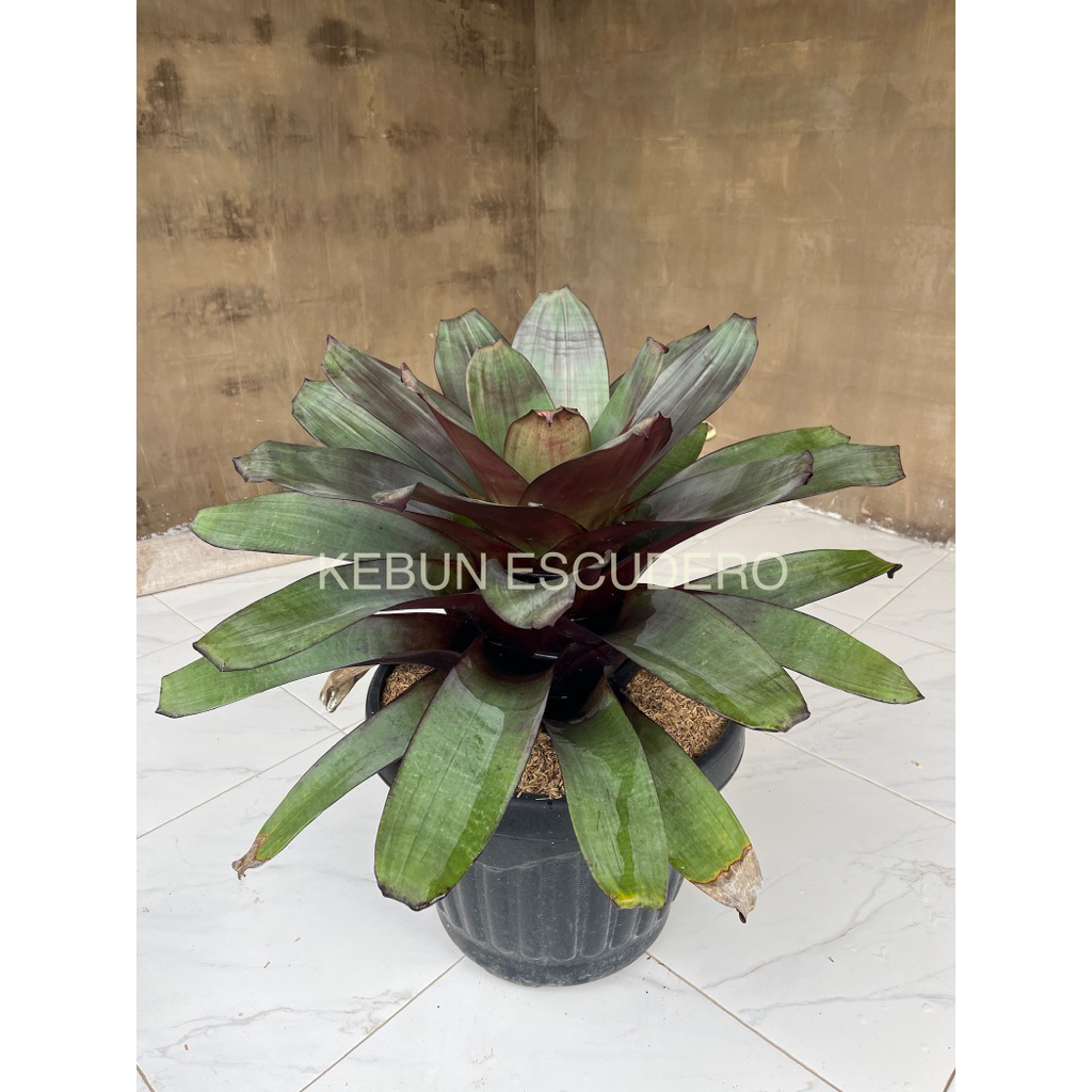 Bromelia Giant Merah Jumbo - Tanaman Hias Bromelia Giant Merah Jumbo