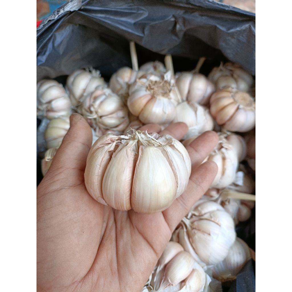 

bawang sinco